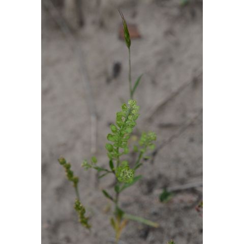 Lepidium densiflorum