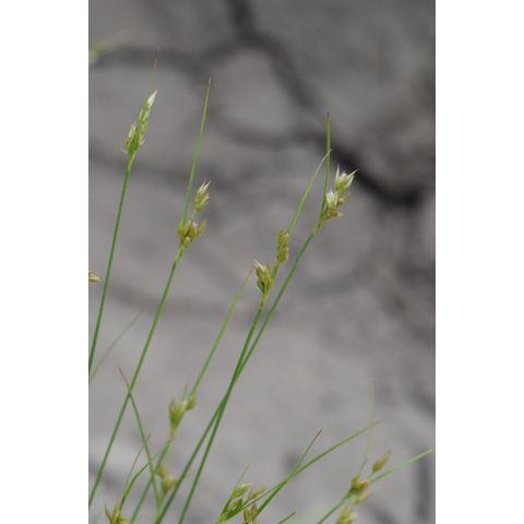 Juncus dudleyi