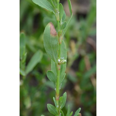 Polygonum aviculare