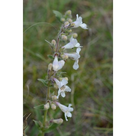 Penstemon gracilis