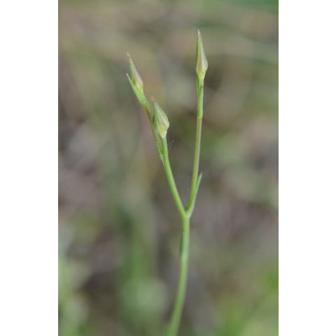 Linum rigidum