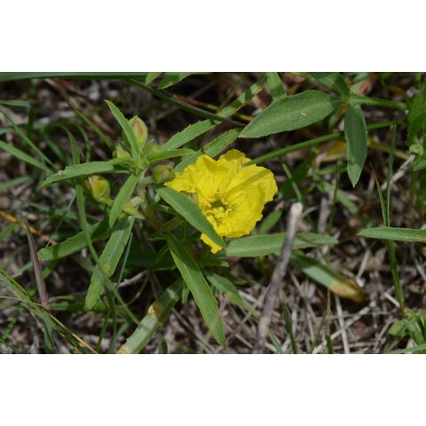 Calylophus serrulatus