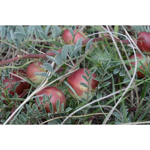 Astragalus crassicarpus