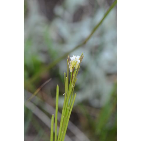 Arabis hirsuta