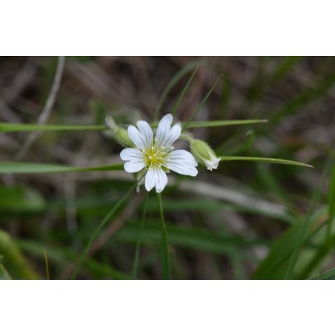 Cerastium nutans