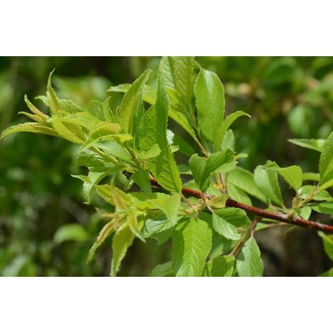 Prunus americana