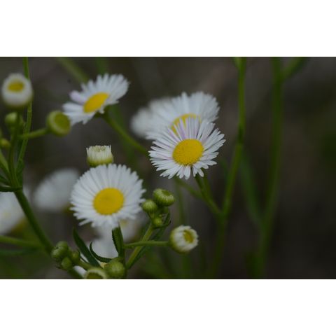 Erigeron strigosus
