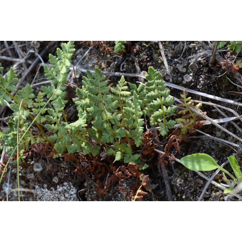 Woodsia oregana