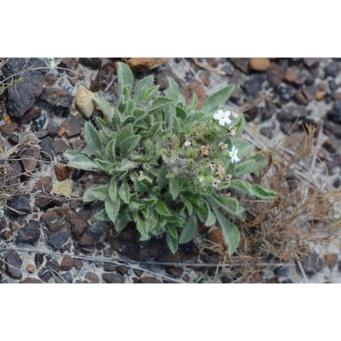 Cryptantha celosioides