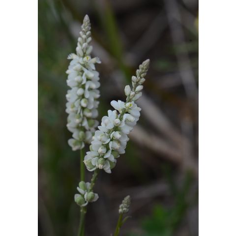 Polygala alba