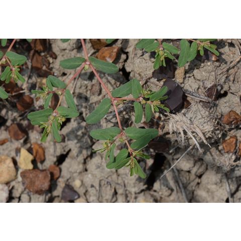 Chamaesyce glyptosperma