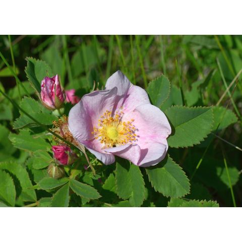 Rosa woodsii