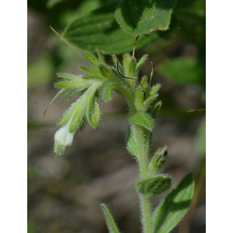 Onosmodium bejariense