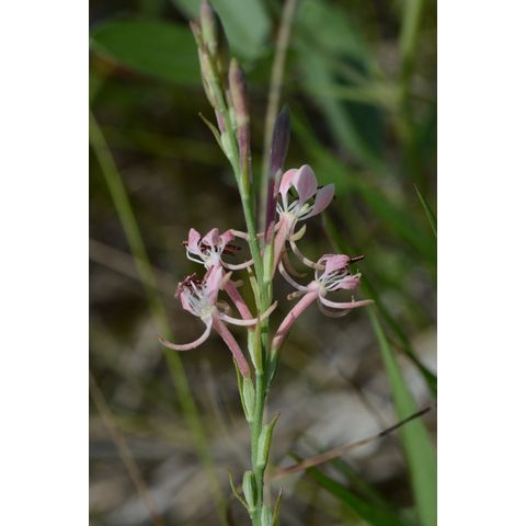 Gaura coccinea
