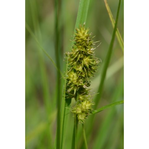 Carex vulpinoidea