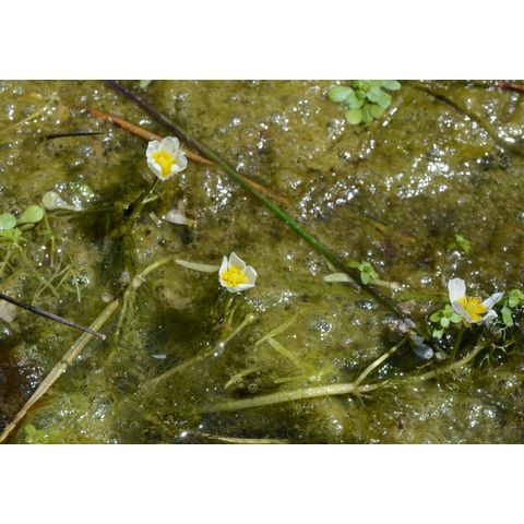 Ranunculus aquatilis