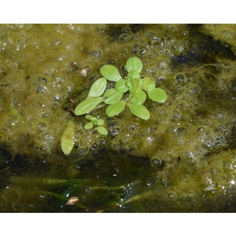 Callitriche heterophylla