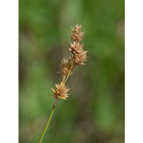 Carex brevior