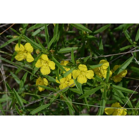 Calylophus berlandieri