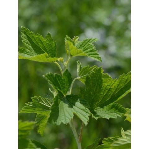Ribes americanum