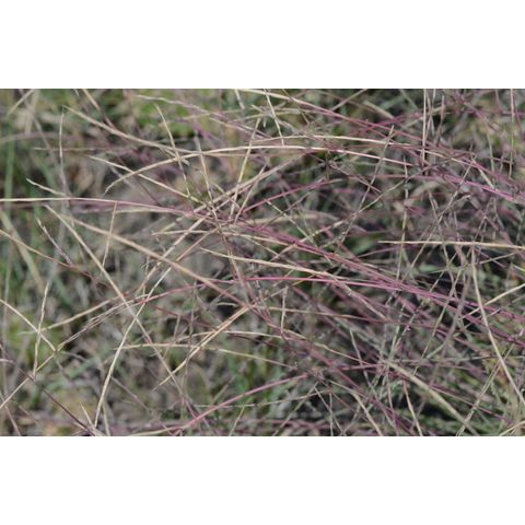 Schedonnardus paniculatus