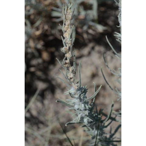 Krascheninnikovia lanata