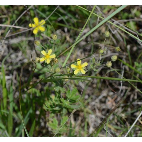 Potentilla argentea