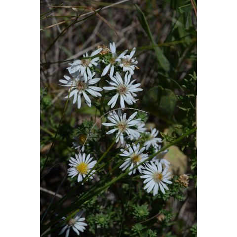 Symphyotrichum ericoides