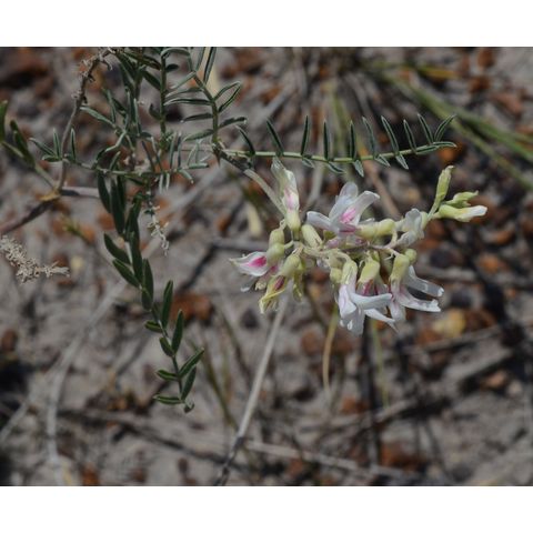 Astragalus canadensis