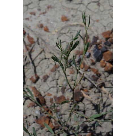 Polygonum ramosissimum