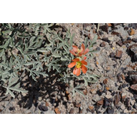 Sphaeralcea coccinea