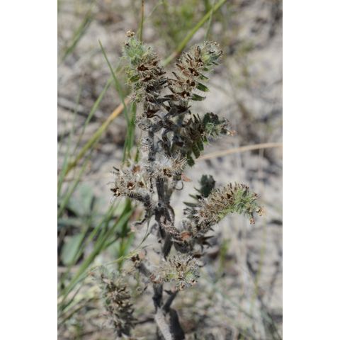 Cryptantha celosioides