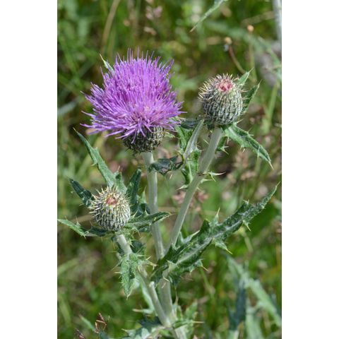 Cirsium flodmanii