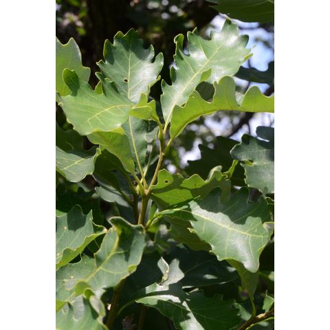 Quercus macrocarpa