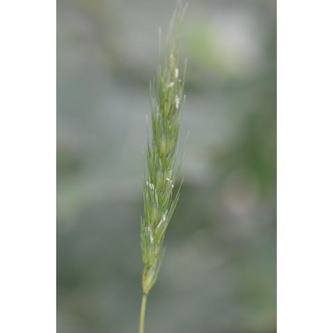 Elymus virginicus