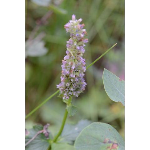 Agastache foeniculum