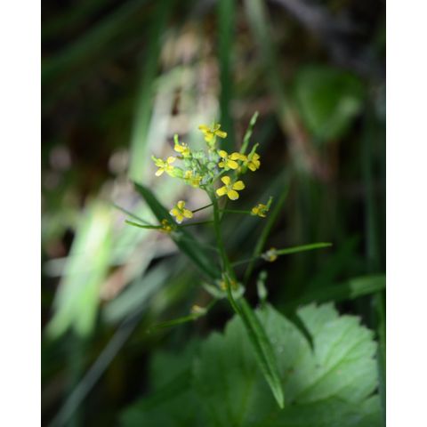 Erysimum cheiranthoides