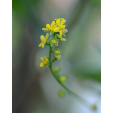 Agrimonia gryposepala