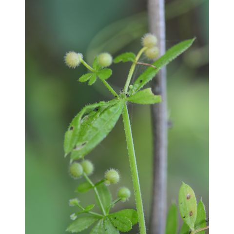 Galium aparine