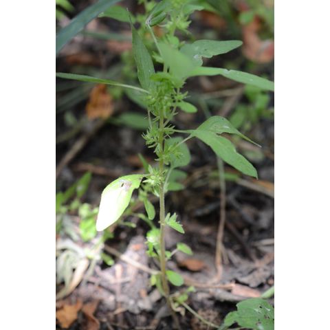 Parietaria pensylvanica