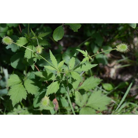 Geum aleppicum
