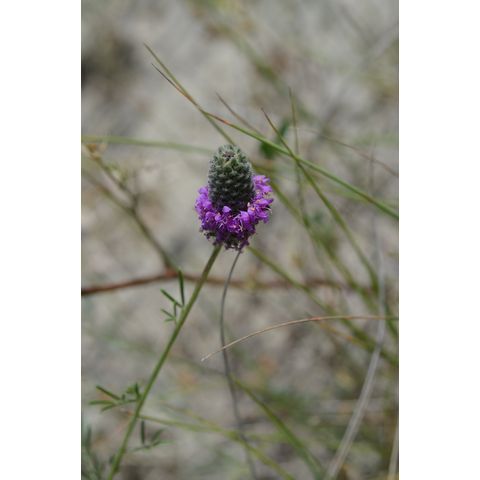 Dalea purpurea