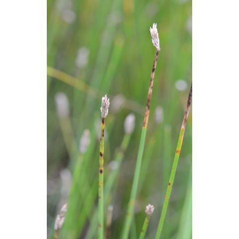 Eleocharis compressa