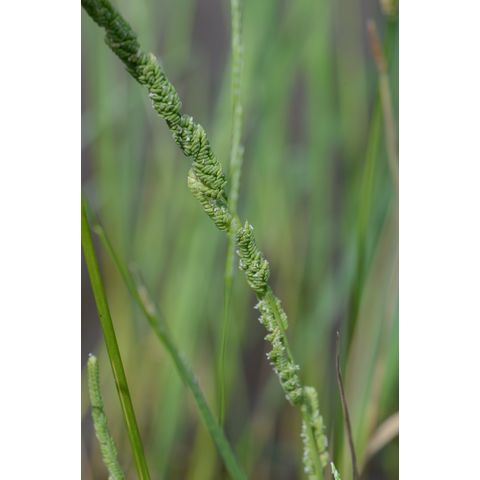 Beckmannia syzigachne