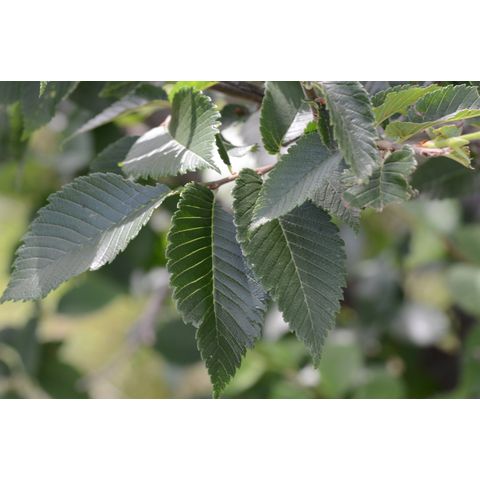 Ulmus americana