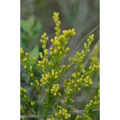 Solidago missouriensis