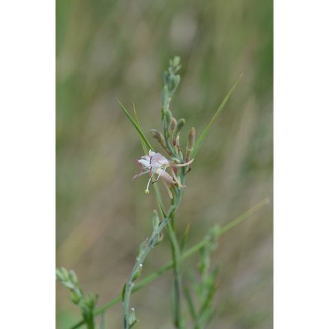 Gaura coccinea