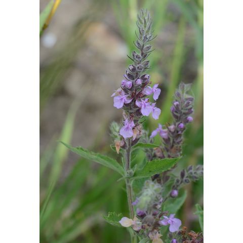 Agastache foeniculum