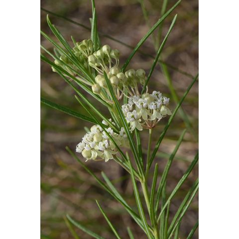 Asclepias verticillata