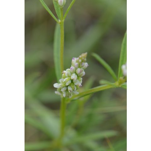 Polygala verticillata